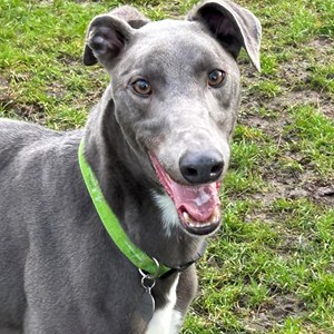 Greyhound Trust Shropshire & Borders Marco - RESERVED