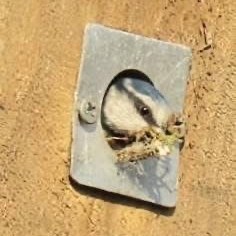 Blue Tit nesting at one of our bird boxes at Balderton Lake