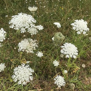 Sustainable Bourne Valley Hirst Meadow