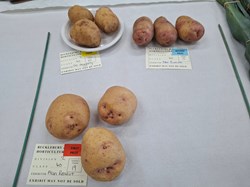 Bucklebury and Marlston Horticultural Society Autumn Show Report 2026