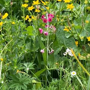 Chillerton and Gatcombe Parish Council Village Photos