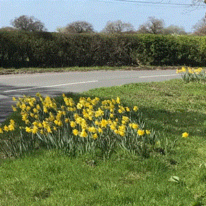 Moston Parish Council Parish Pics