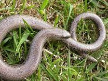 Slow worm