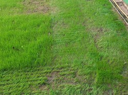 Whitstable Bowling Club Relaying new green 2024