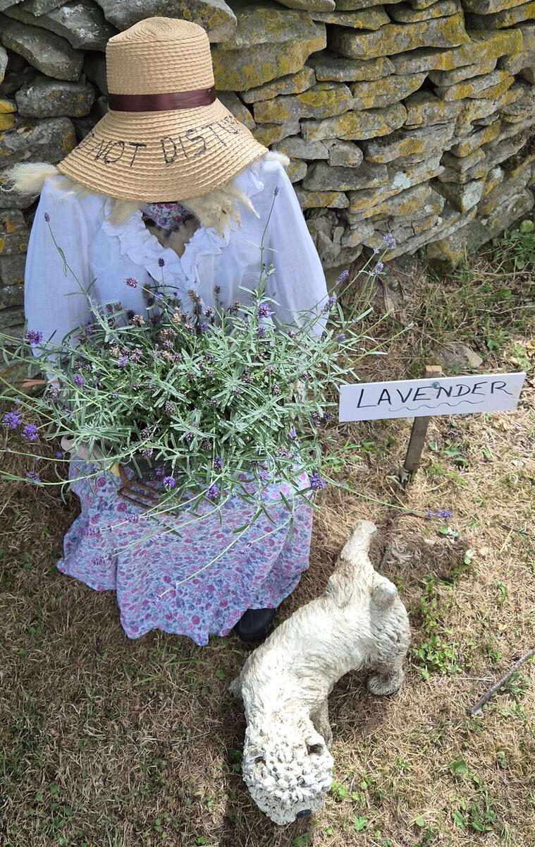 Lavender