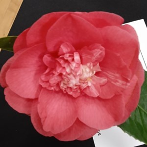 Mannings Heath & District Horticultural Society Photo Gallery