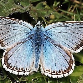 Blue Chalk Moth