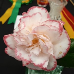 Mannings Heath & District Horticultural Society Photo Gallery