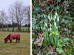 Pony grazing, and we started seeing the first signs of spring. ©BT