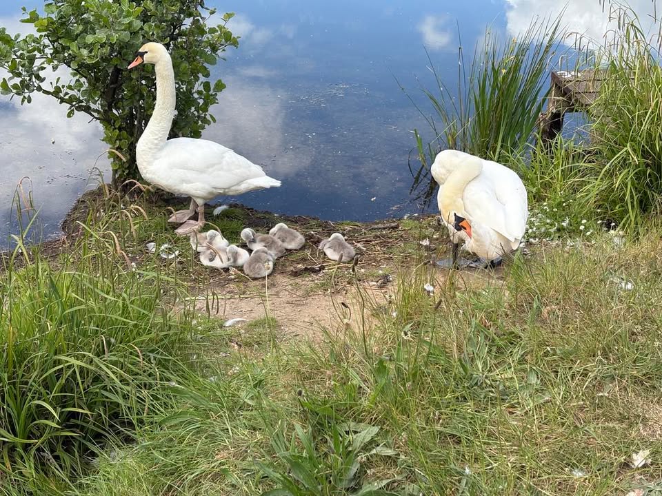 Balderton Parish Council Wildlife