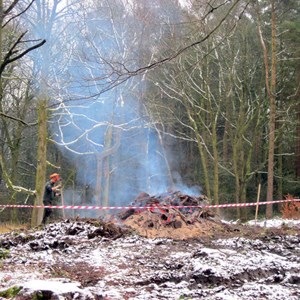 Burning the old trees and shrubs prior to replanting