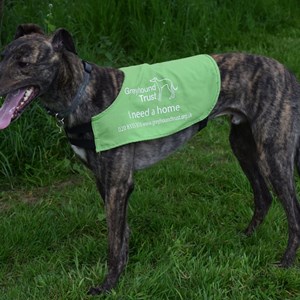 Greyhound Trust Shropshire & Borders Frankie