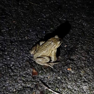 Sustainable Bourne Valley Toad Yearly News
