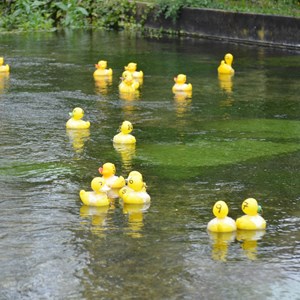The Duck Race