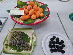 Bucklebury and Marlston Horticultural Society Autumn Show Report 2026