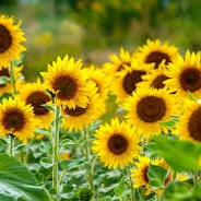 Droxford Village Community Summer Show 2025