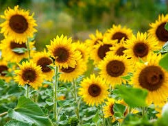 Droxford Village Community Summer Show 2025