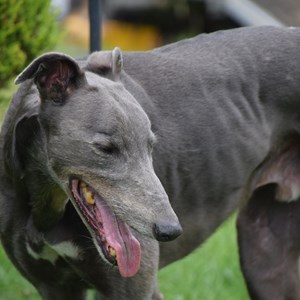 Greyhound Trust Shropshire & Borders Carlos