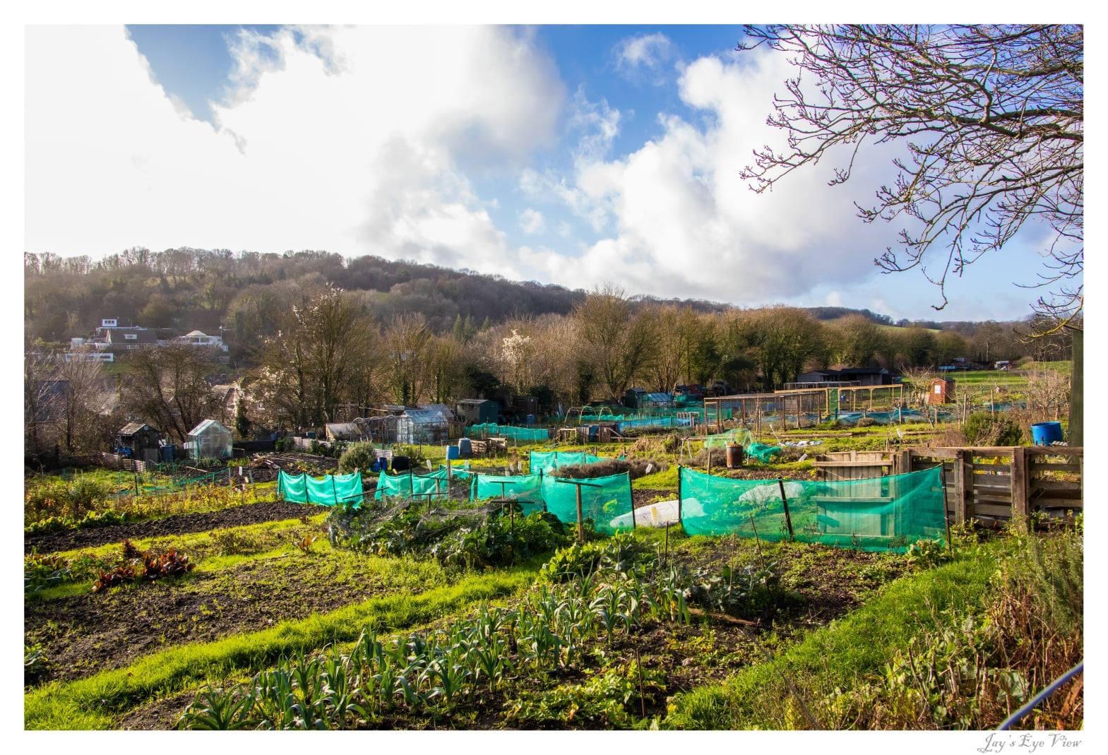 Temple Ewell Allotments