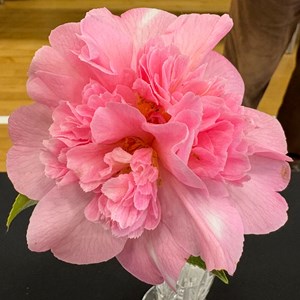 Mannings Heath & District Horticultural Society Photo Gallery