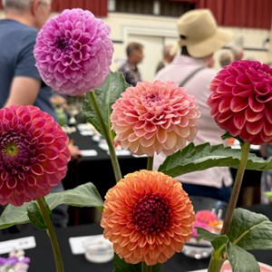 Mannings Heath & District Horticultural Society Photo Gallery