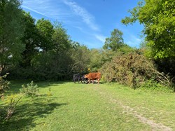 Dexter cattle grazing
