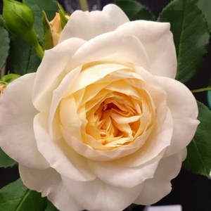 Mannings Heath & District Horticultural Society Summer Show 2025