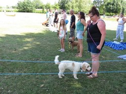 Ilminster and District Lions Club Dog Shows/Rally
