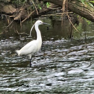 Egret fishing at the ford