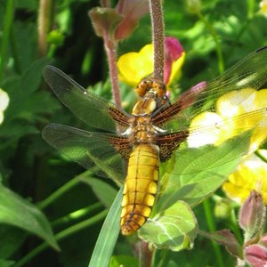 Dragonfly taken by T Angove