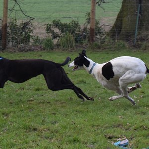 Greyhound Trust Shropshire & Borders Fizz and Chardonnay