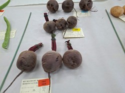 Bucklebury and Marlston Horticultural Society Autumn Show Report 2026