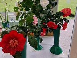 Bucklebury and Marlston Horticultural Society Spring Show Report 2026