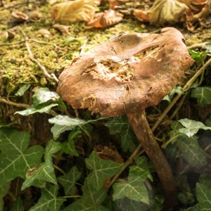 October Fungi 0n Multi-user path
