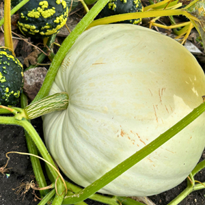 Aston Clinton Parish Council Allotments