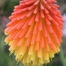 Kniphofia rooperi AGM