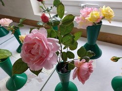 Bucklebury and Marlston Horticultural Society Summer Show Report and Awards 2025