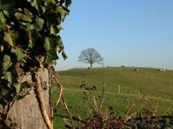 Iconic One Tree Hill