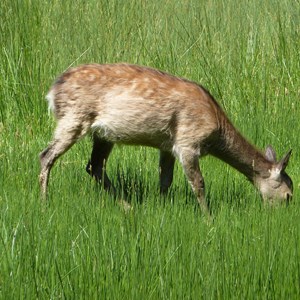 Deer at Wells Copse
