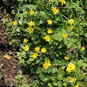 Celendines - Ann Ricou