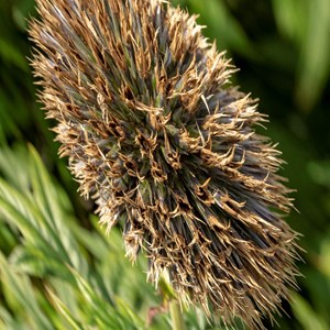 10. Seed head