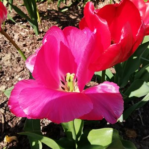 Carol Weare:  Tulips have been in flower for weeks and have given much needed colour to a brand new garden.