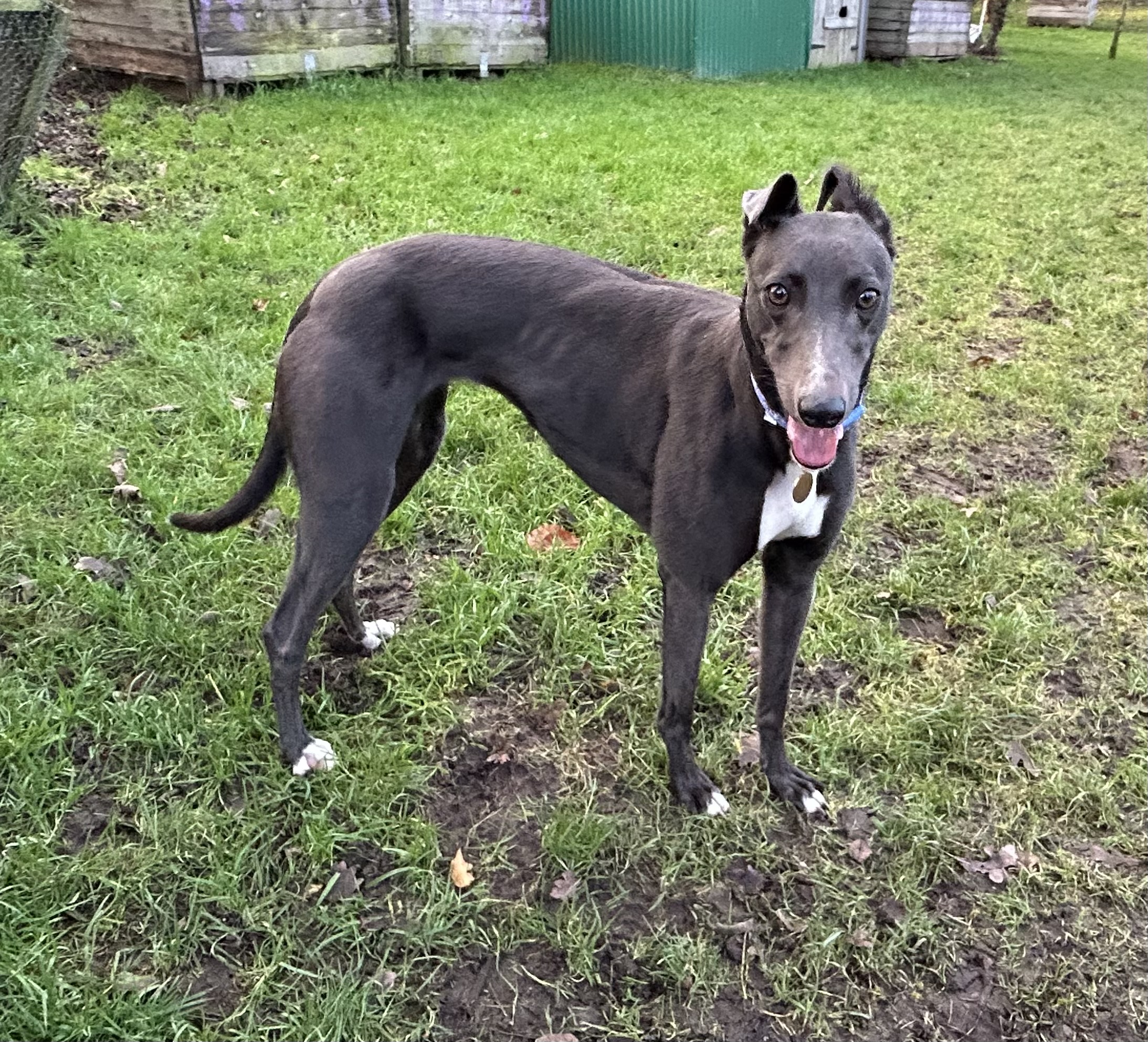 Greyhound Trust Shropshire & Borders Scally