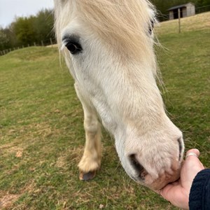 Louth & District Lions Lincolnshire Wolds RDA