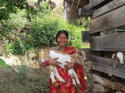 Goat farming support in Doti
