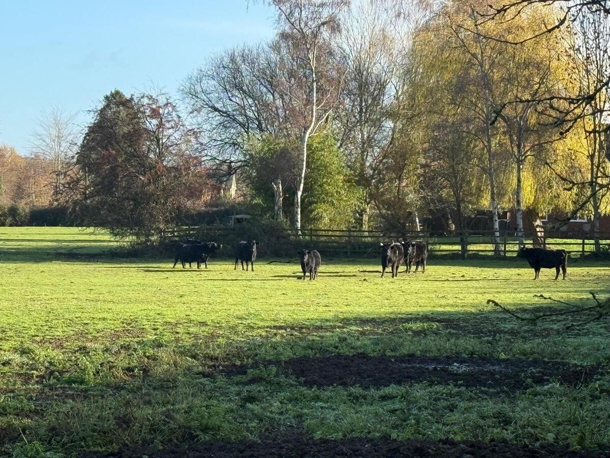 East Dean Rural Fields with Grazing Cattle