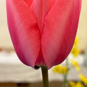 Mannings Heath & District Horticultural Society Photo Gallery