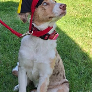 Godshill Matters Godshill Pirate Treasure Trail 2026