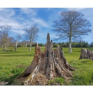 Tree Stumps - Nick Crocker
