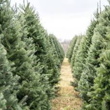 living Christmas tree